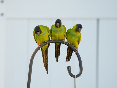 Nanday Parakeet