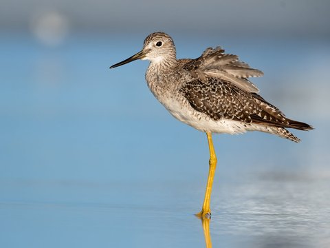 Greater Yellowlegs