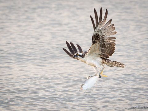 Osprey