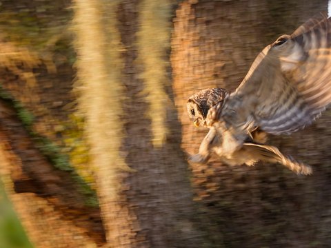 Barred Owl