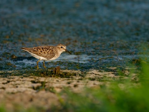 Least Sandpiper
