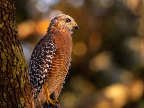 Red-shouldered Hawk