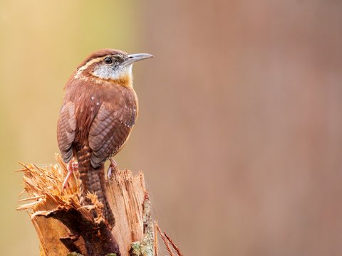 Carolina Wren