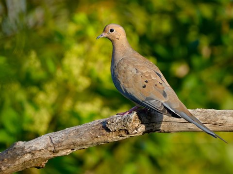 Mourning Dove