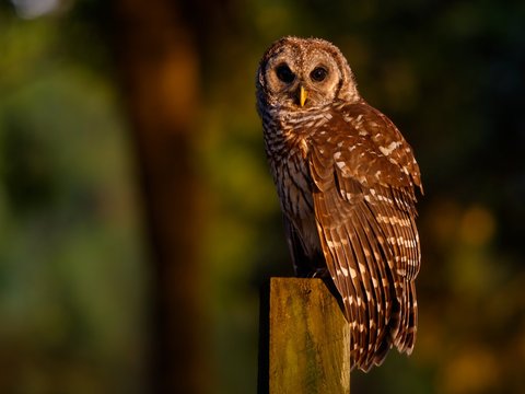 Barred Owl
