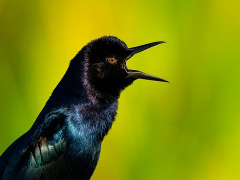 Common Grackle