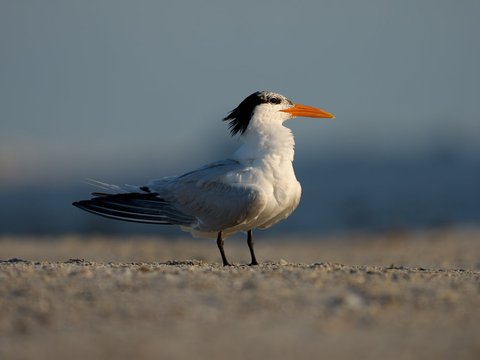 Royal Tern