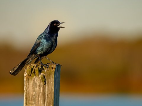 Boat-tailed Grackle