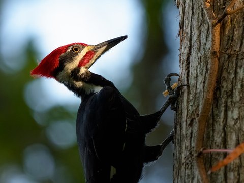 Pileated Woodpecker