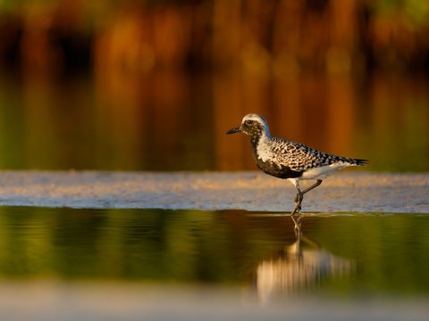 Black-bellied Plover