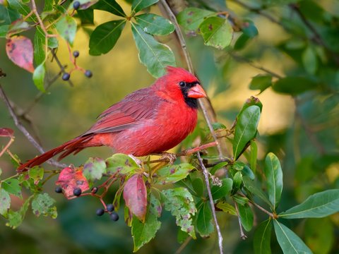 Northern Cardinal