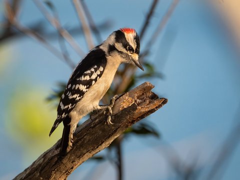 Downy Woodpecker