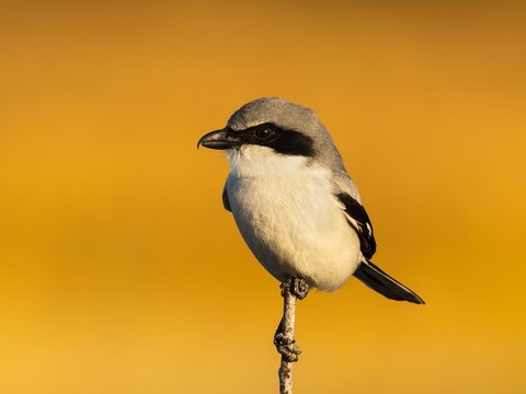 Loggerhead Shrike