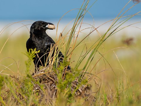 Fish Crow