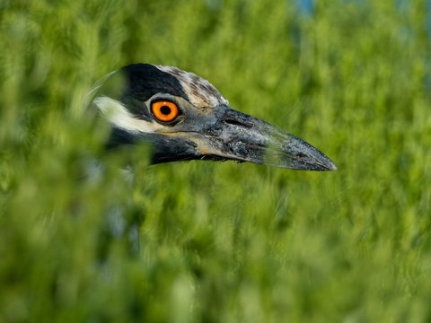 Yellow-crowned Night-Heron