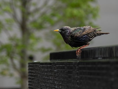 European Starling