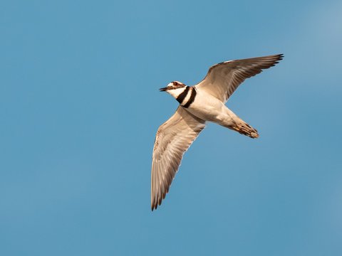 Killdeer