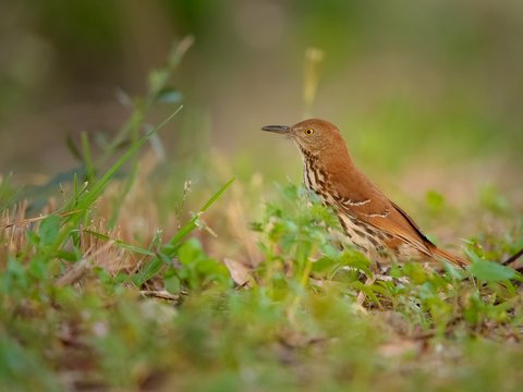 Brown Thrasher