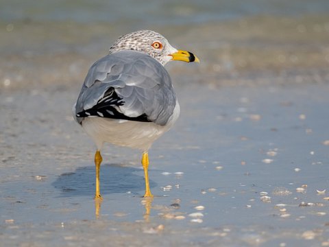 Ring-billed Gull