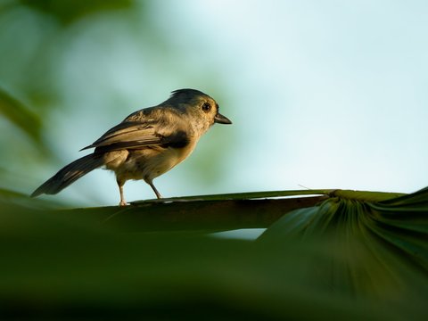 Tufted Titmouse