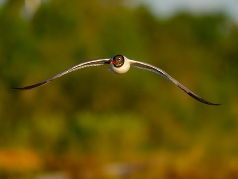 Laughing Gull