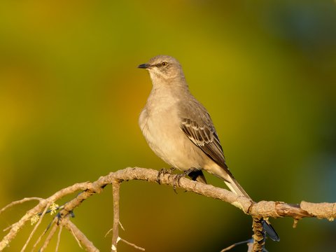 Northern Mockingbird