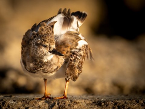 Ruddy Turnstone