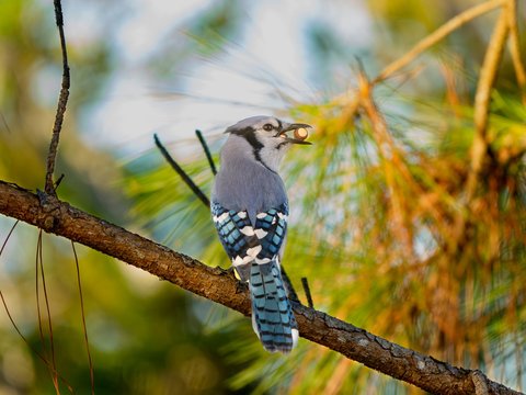 Blue Jay
