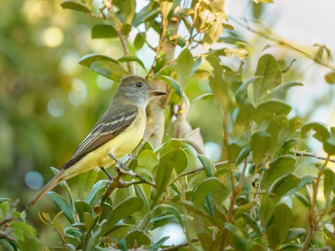 Great Crested Flycatcher
