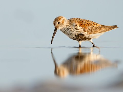 Dunlin