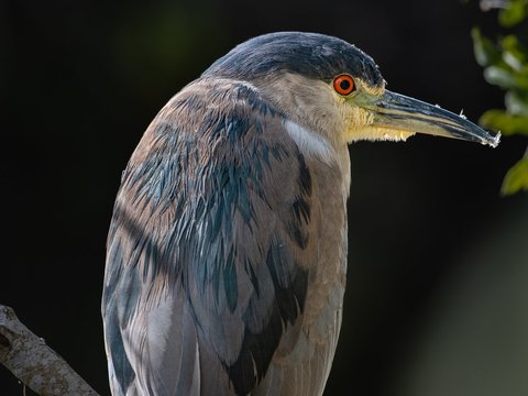 Black-crowned Night-Heron