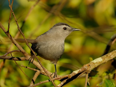 Gray Catbird