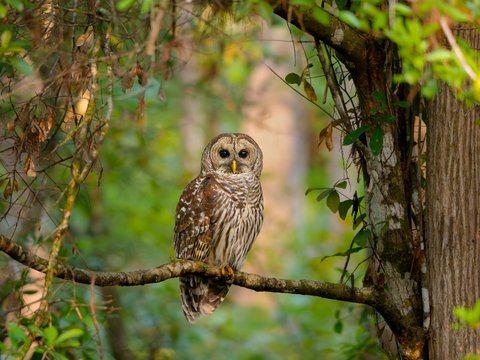 Barred Owl