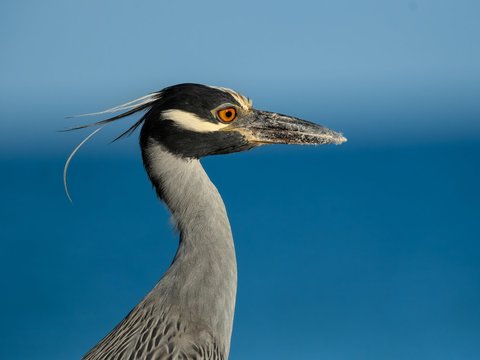 Yellow-crowned Night-Heron