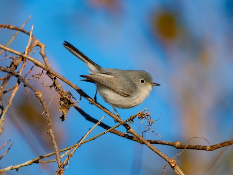 Blue-gray Gnatcatcher