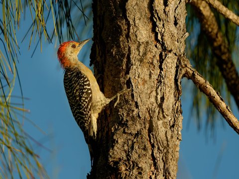 Red-bellied Woodpecker