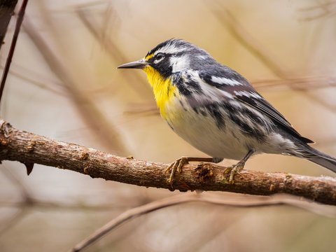Yellow-throated Warbler