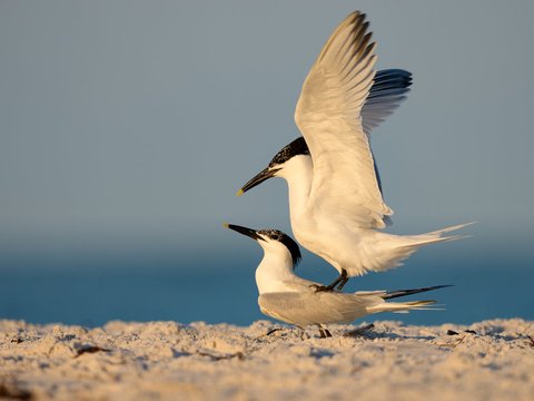 Sandwich Tern