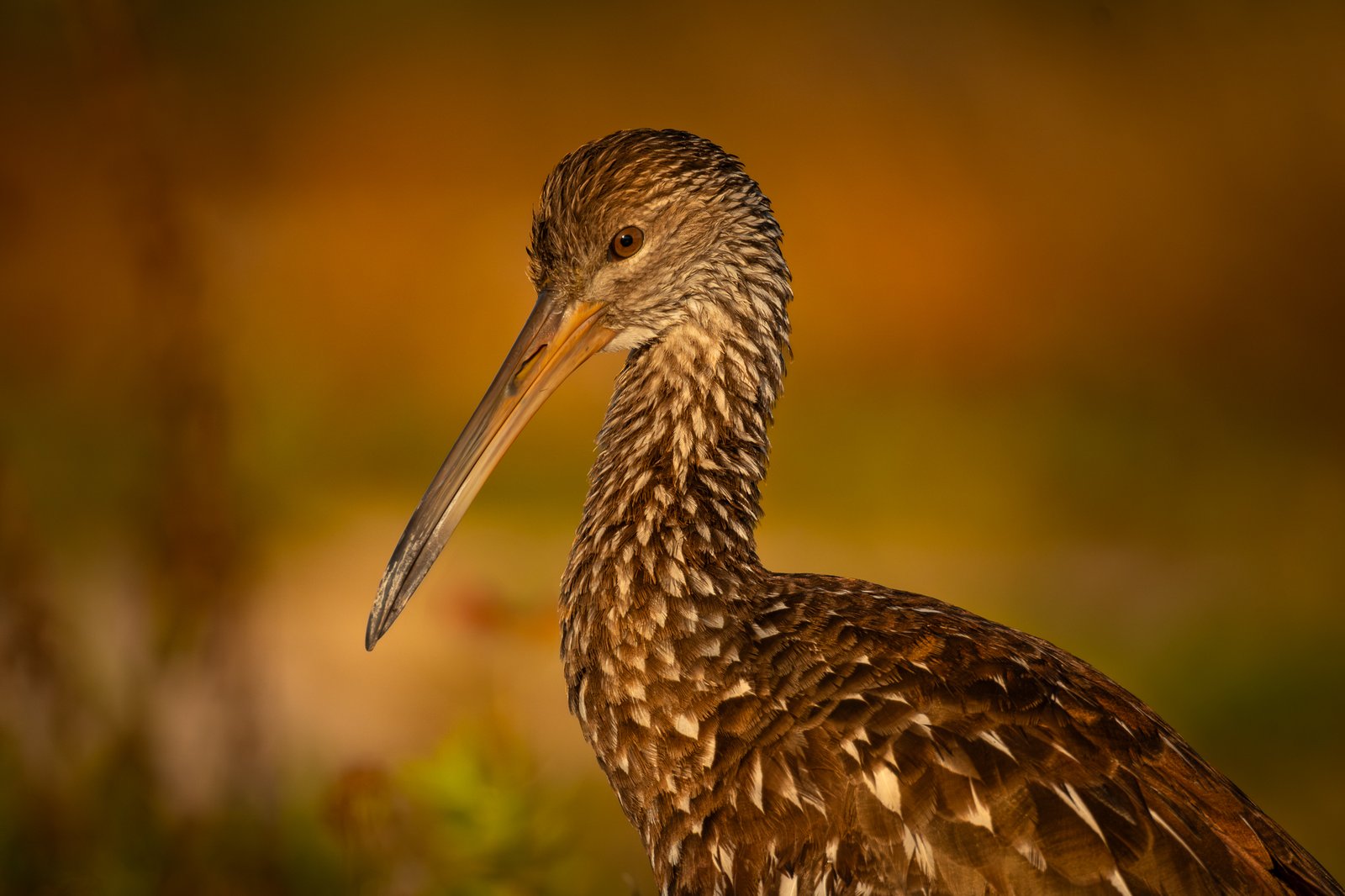 Limpkin