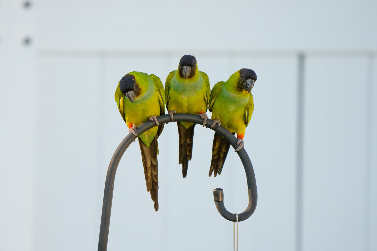 Nanday Parakeet