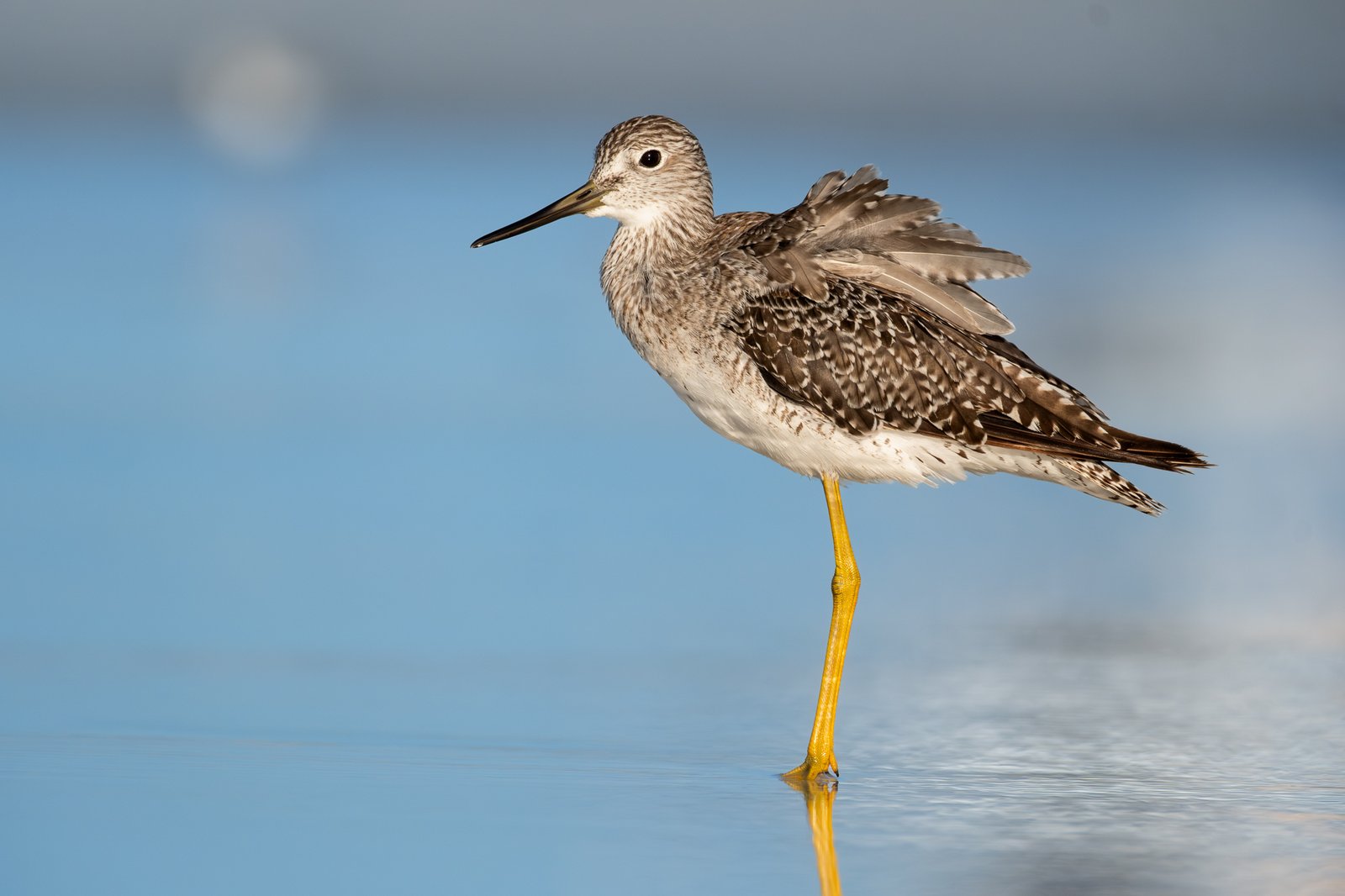 Greater Yellowlegs