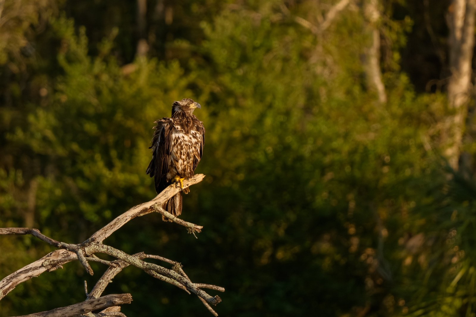 Bald Eagle