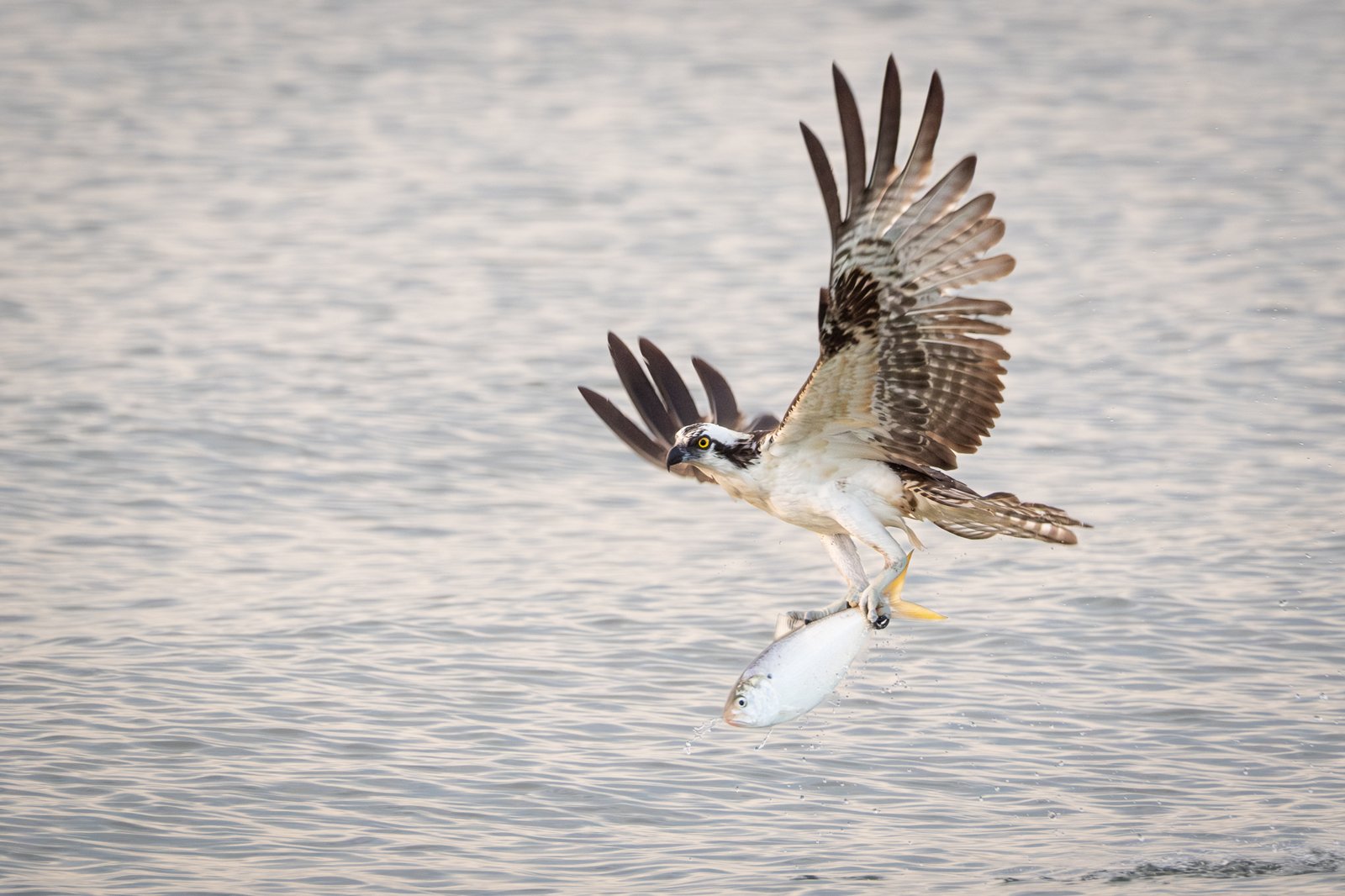 Osprey