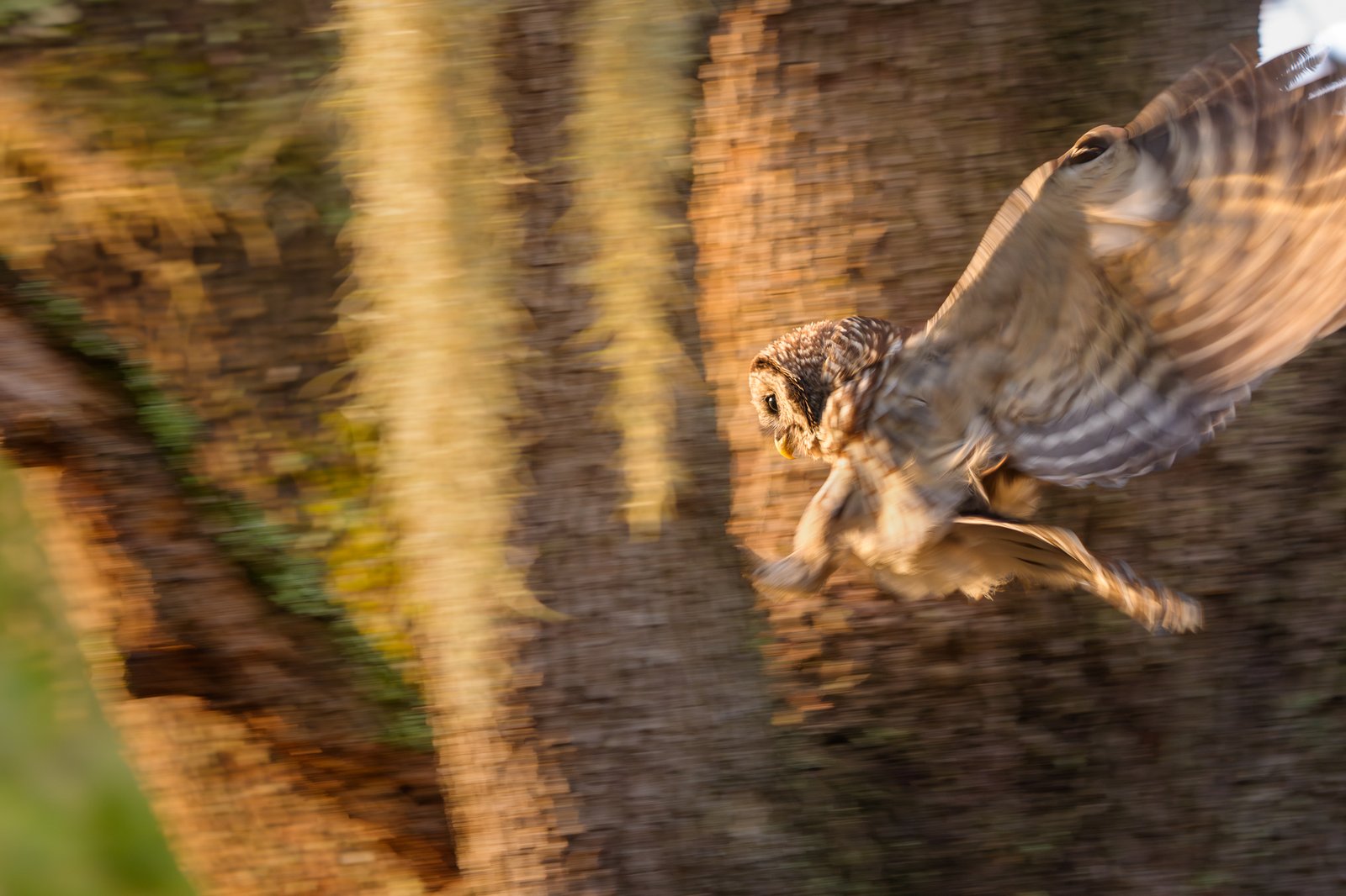 Barred Owl