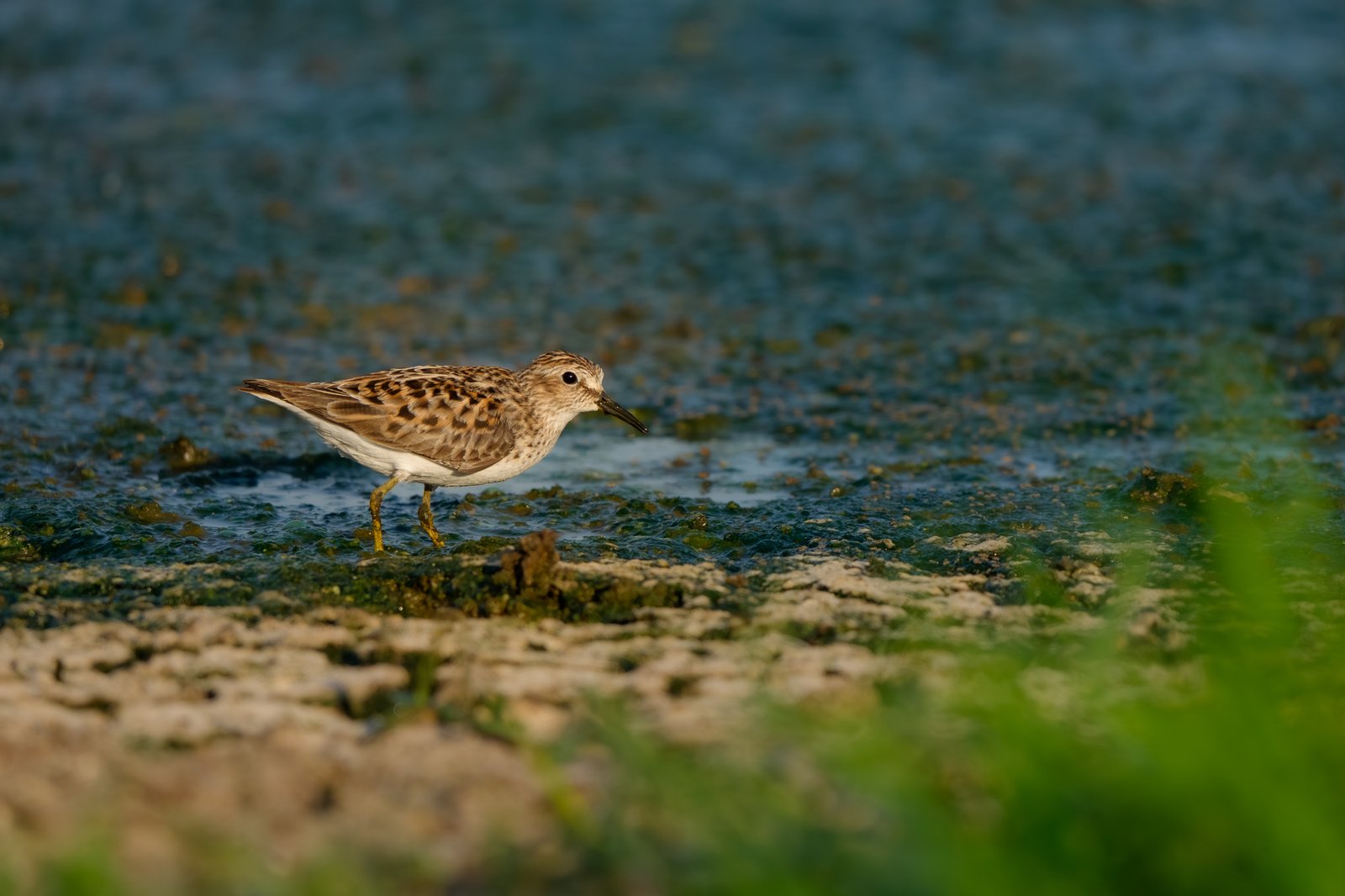 Least Sandpiper
