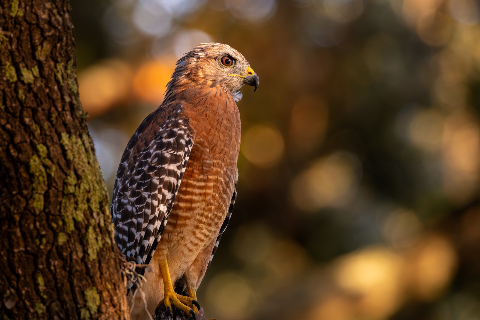 Red-shouldered Hawk