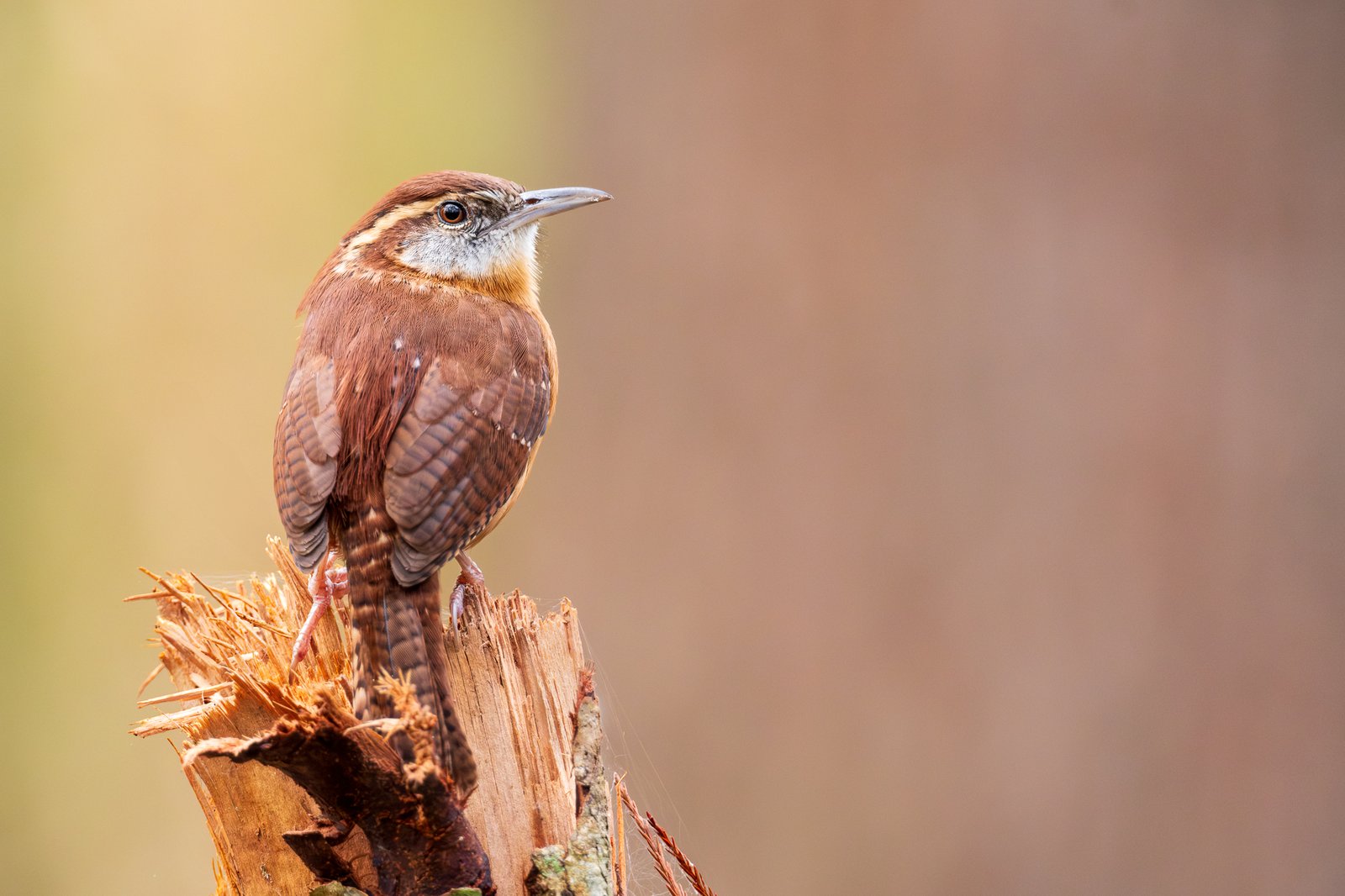 Carolina Wren
