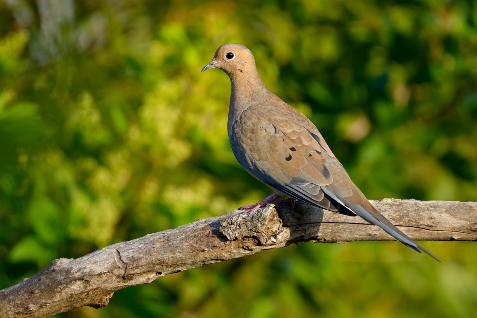 Mourning Dove