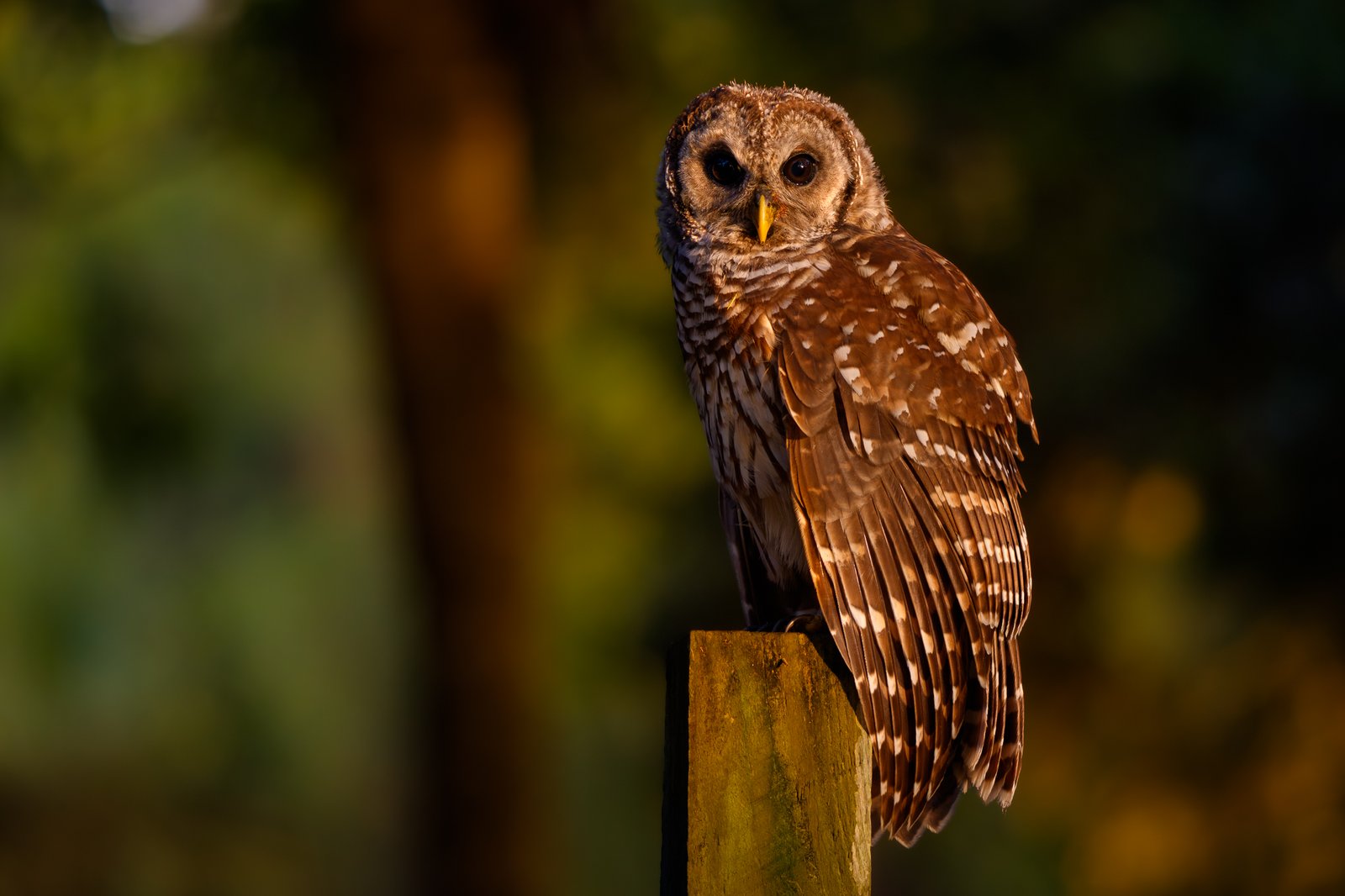Barred Owl