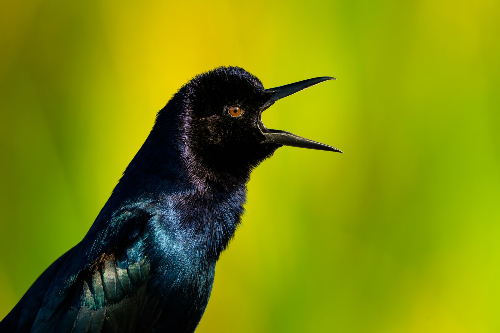 Common Grackle